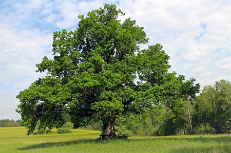 Quercia