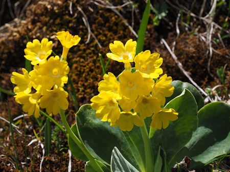 Primula auricola