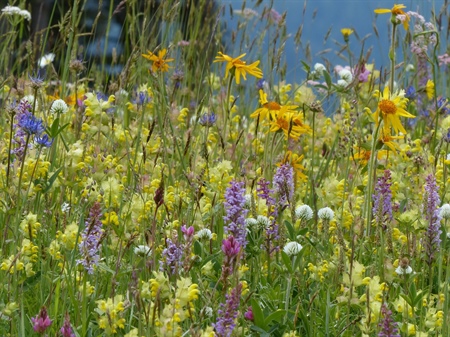 Lavanda, orchidee e fiori di prato