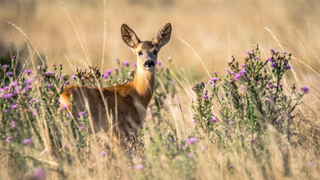 Capriolo