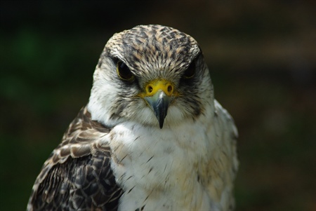 Falco Pellegrino