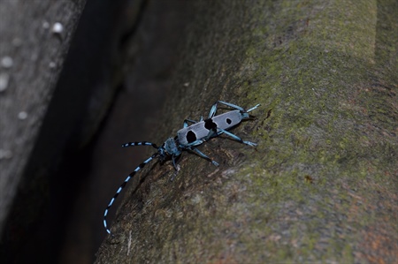 Rosalia Alpina