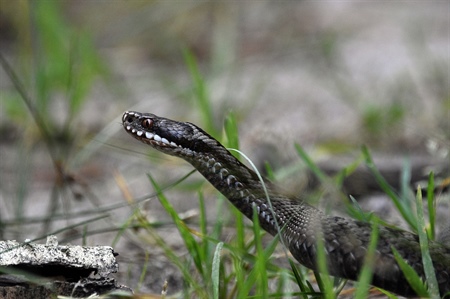 Vipera