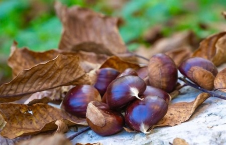 Sagra Della Castagna - Magliano Vetere