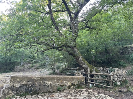 La Quercia nel Pozzo