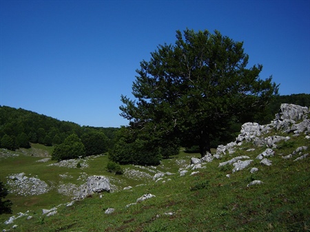 Monte Panormo