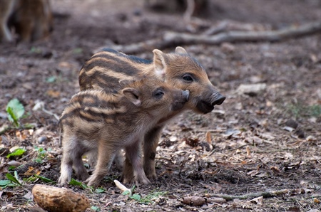 Cinghiale