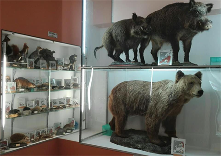 Museo Naturalistico degli Alburni