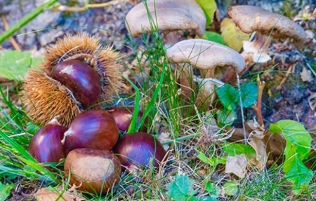 Castagna del Cilento