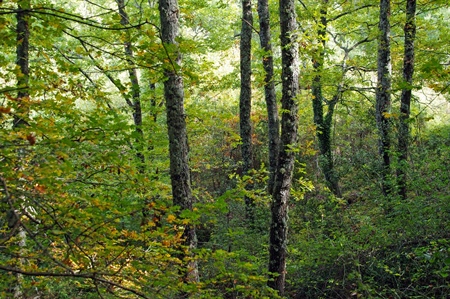 Bosco Monagna