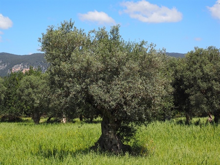 Olivo